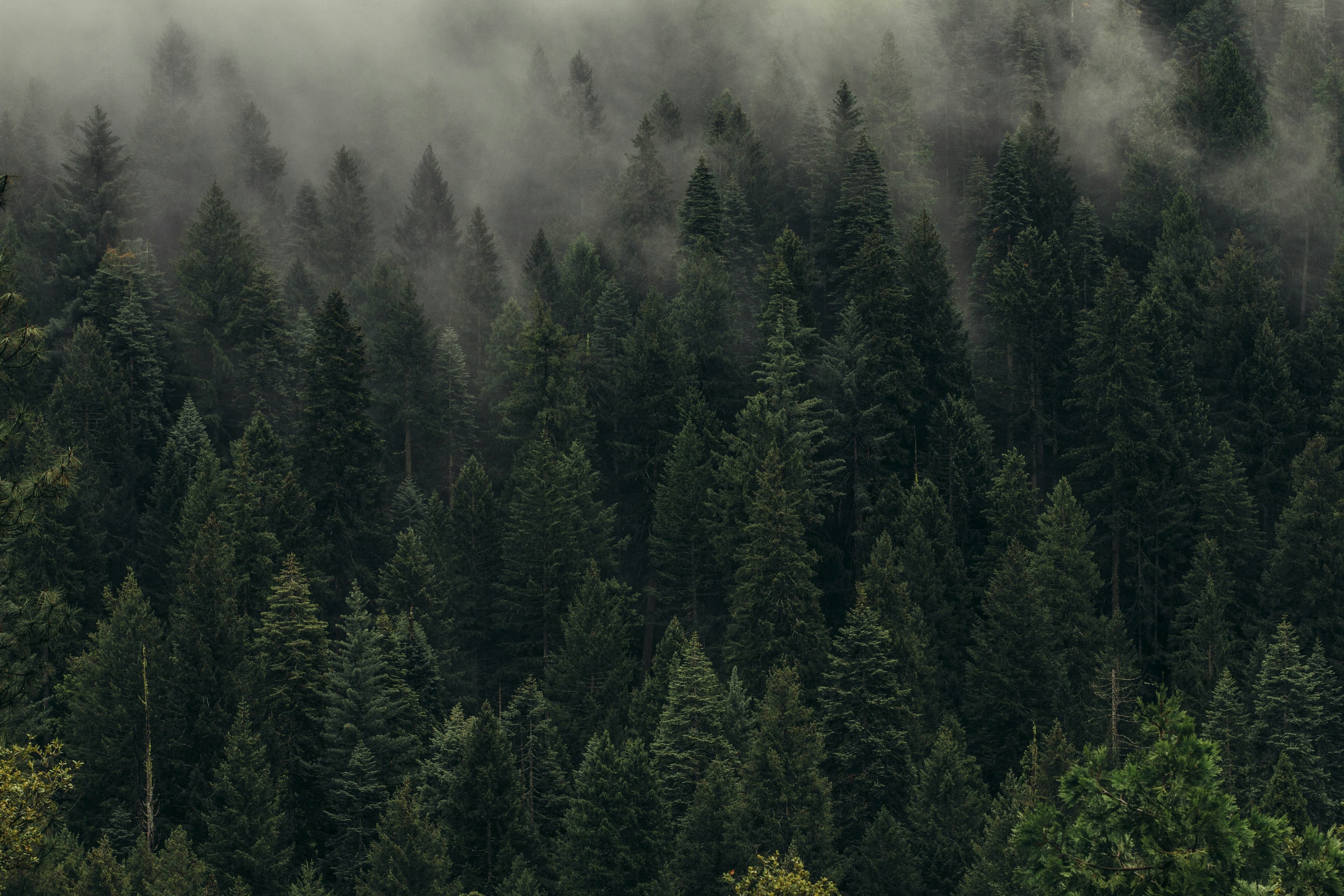 Forest road