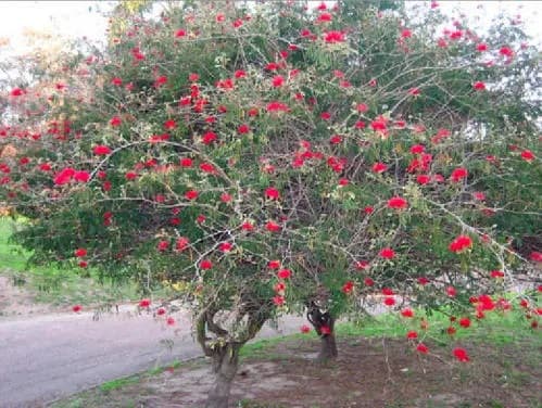 Tree of Virgo — photo 2